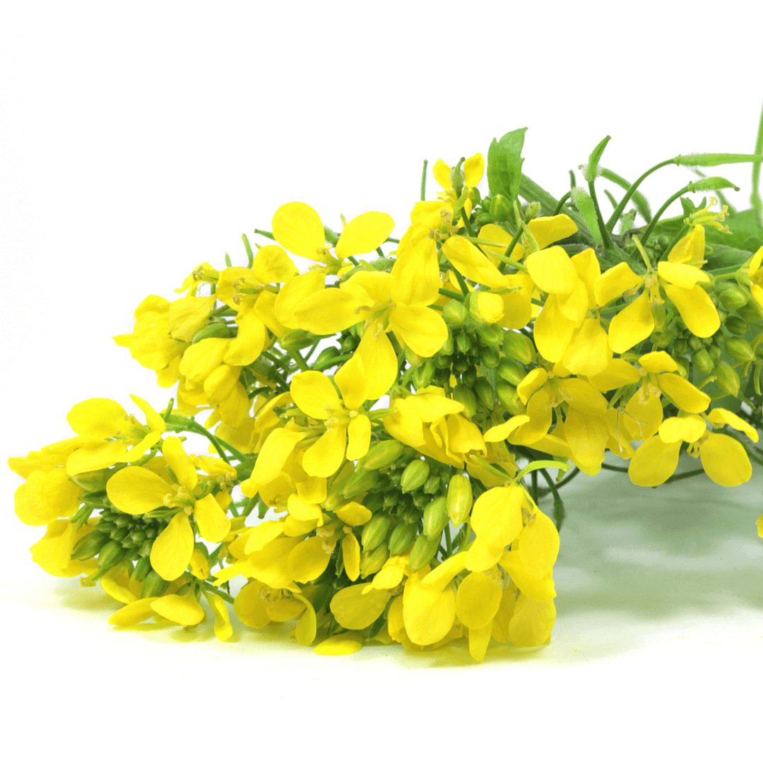 erysimum calmar garganta.png erysimum calmar garganta.png