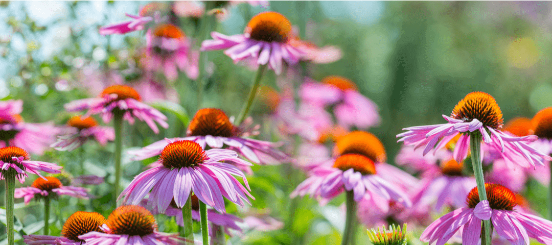 equinácea echinacea