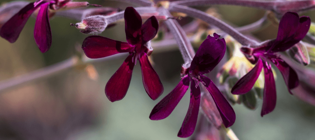 pelargonium pelargonio