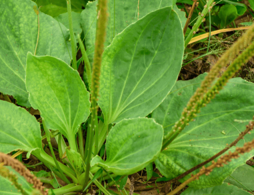 Plantago: ¿Qué es y cuáles son sus beneficios?
