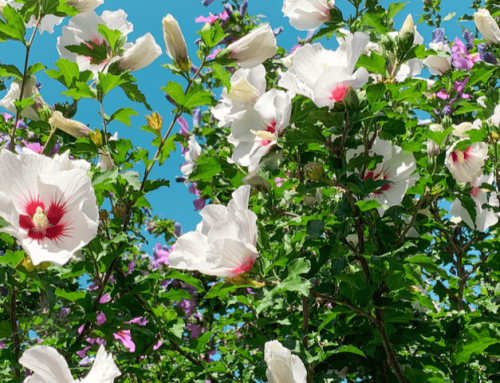 Altea: Todo sobre esta flor con propiedades medicinales