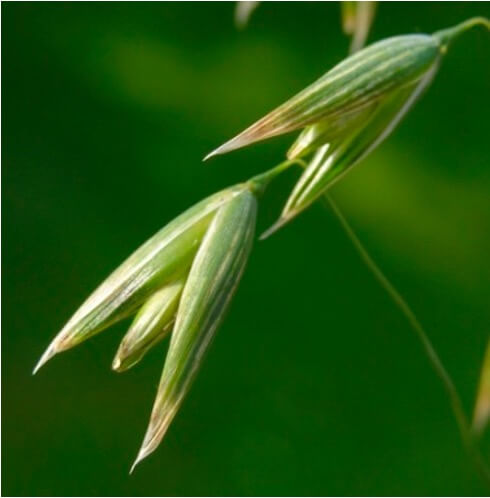 avena sativa avena sativa