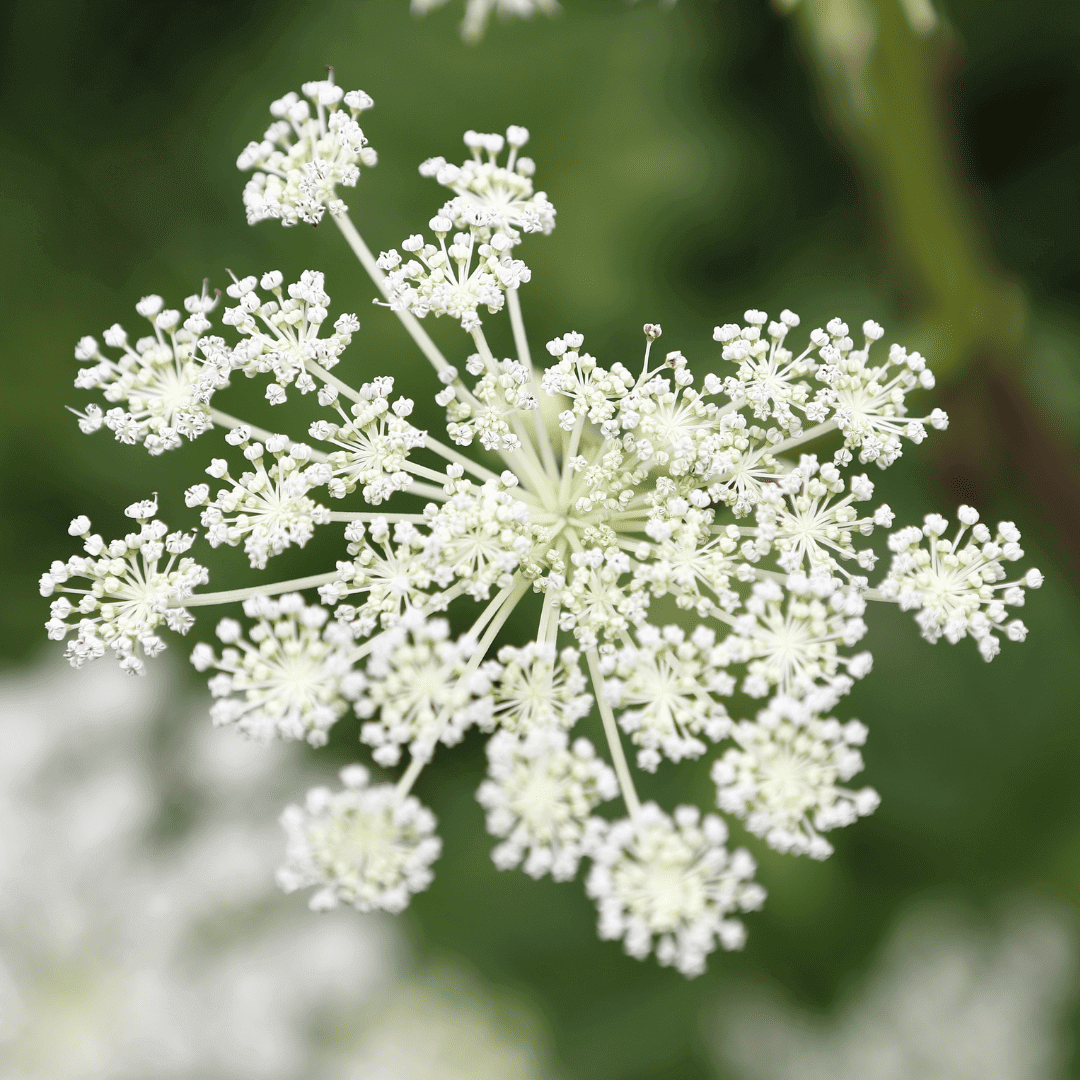 angelica angelica