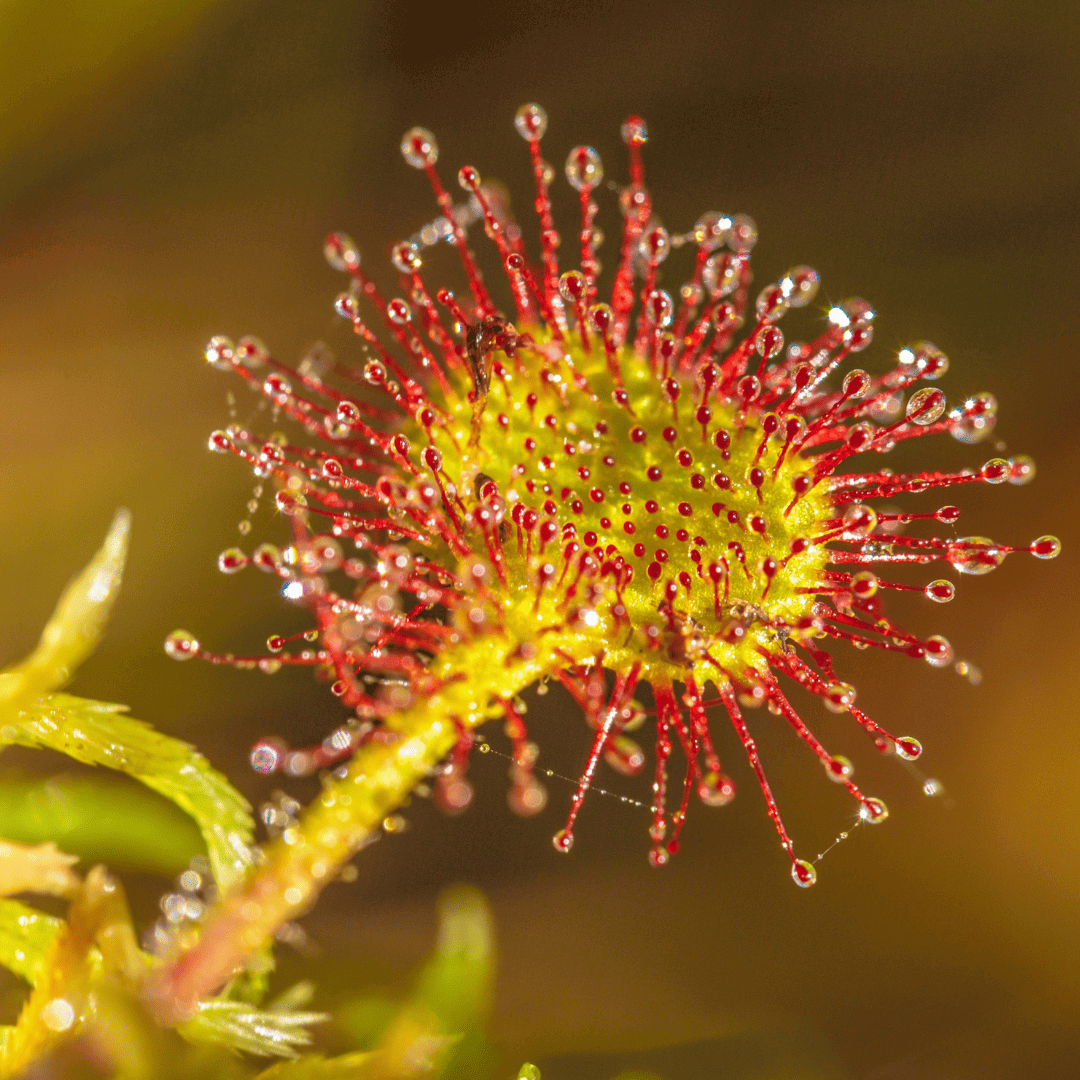 drosera drosera