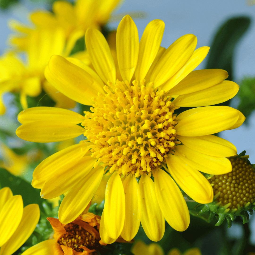 grindelia grindelia
